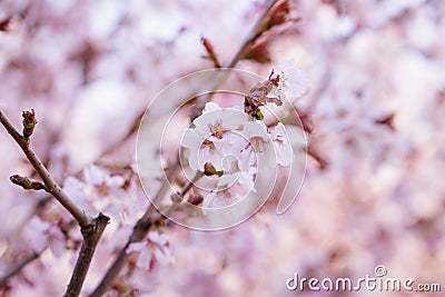 Japan sakura cherry blossom
