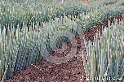 Japanese Bunching Onion