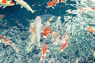 Japanese carps swimming in lake cross-processing