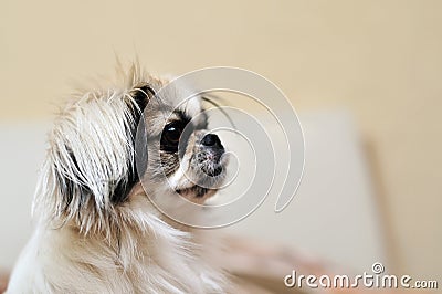 Japanese Chin