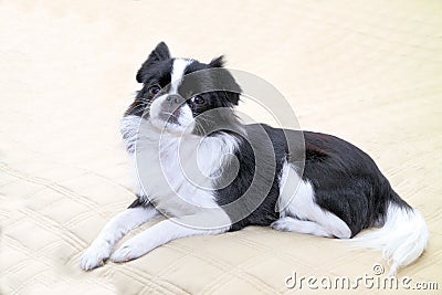 Japanese Chin - 6