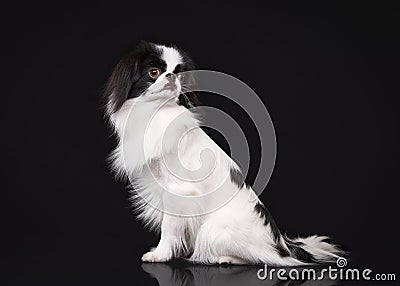 Japanese chin on black background