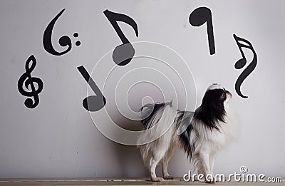 Japanese chin and music