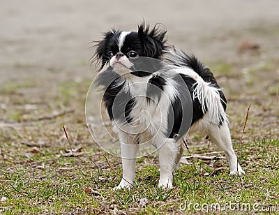 Japanese Chin Puppy