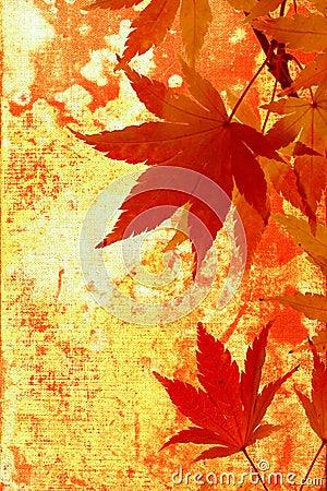 Japanese maple autumn background