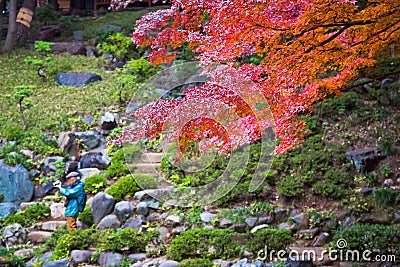 Japanese maple leaves in autumn