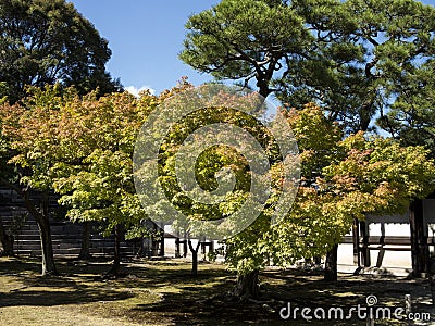 Japanese maple tree