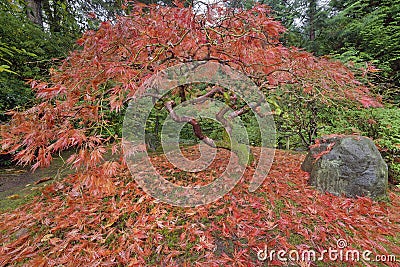 Japanese Maple Tree in Portland Japanese Garden Autumn Season