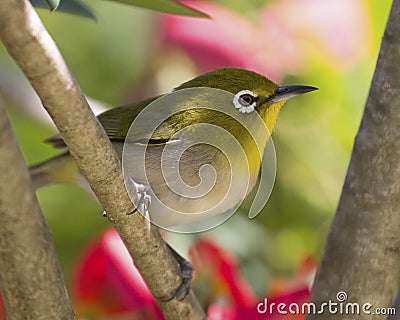 Japanese Round-eye