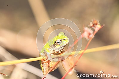 Japanese tree frog