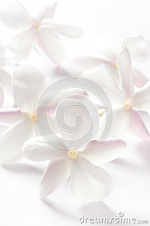 Jasmine flowers over white background