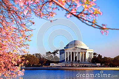 Jefferson Memorial and Pink Cherry Trees in Bloom