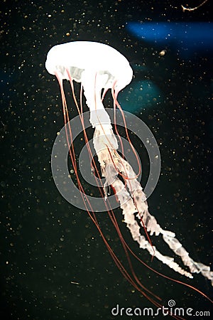 Jells, Jellies, or Jelly Fish, Sea Nettles are cool! Aat Aquarium of the Pacific in Long Beach