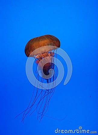 Jelly fish