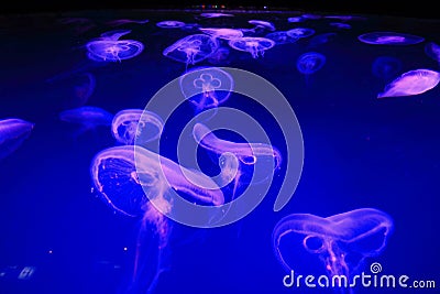 Jelly Fish