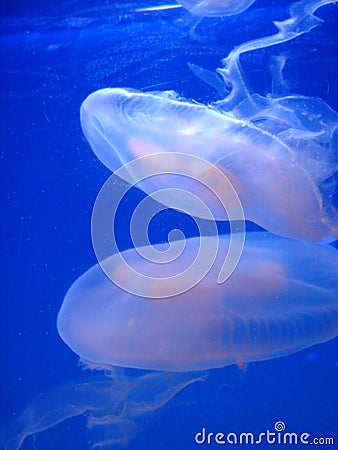 Jelly fish