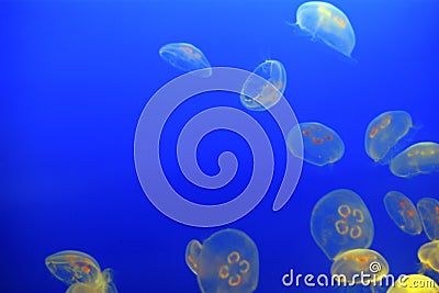 Jelly fish in a blue aquarium