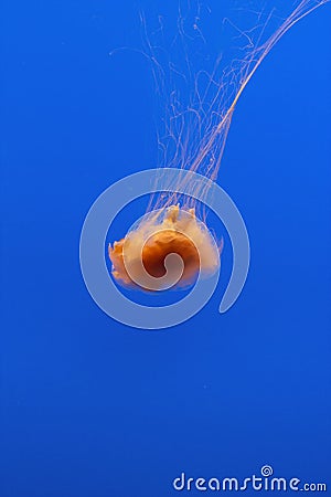 Jelly fish in the blue sea