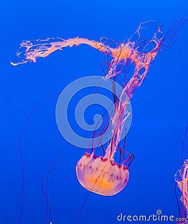 Jelly fish in the blue sea