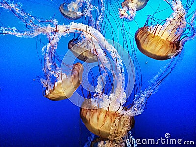 Jelly Fish in Blue Water