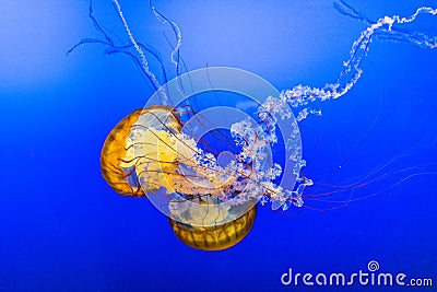 Jelly Fish in Blue Water