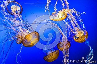 Jelly Fish in Blue Water