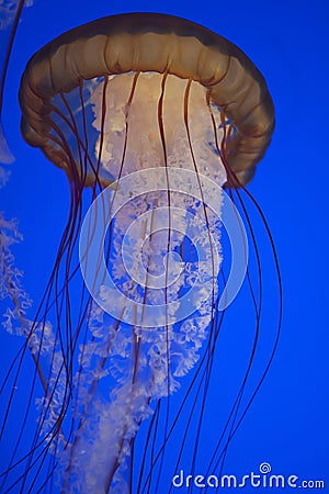 Jelly fish