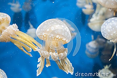 Jelly fish