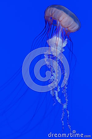 Jelly Fish