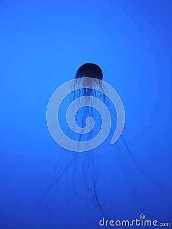 Jelly Fish SIlhouette