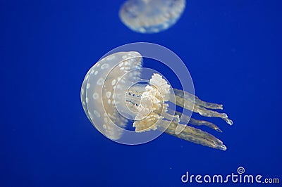 Jelly fish white spotted lagoon