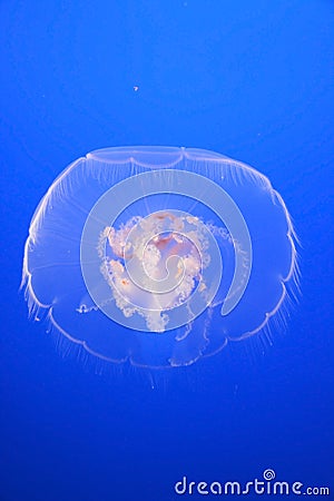 Jellyfish