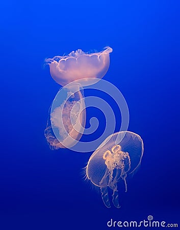 Jellyfishes (Moon jelly) on blue background