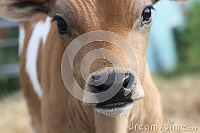 A Jersey bull calf in New Zealand.