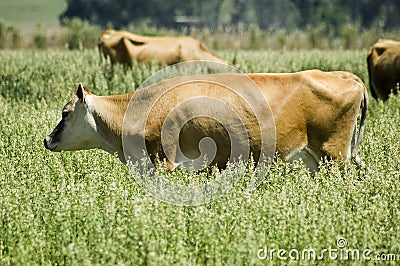 Jersey Cow