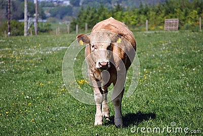 Jersey cow in a field