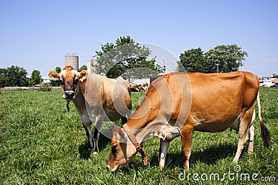 Jersey Cow Grazing