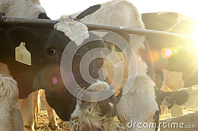 Jersey Cows grazing