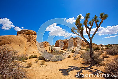 Joshua Tree National Park Jumbo Rocks Yucca valley Desert Califo