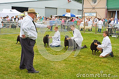 Judging Torfaen sheep at the Royal Welsh Show