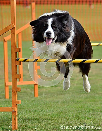 Jump agility