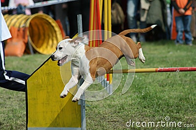 Jump and Dog agility