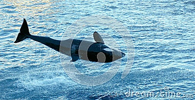 Jump of Orca