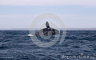 Jump of whale