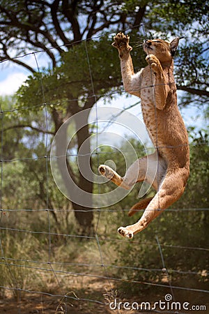 Jumping African wild cat in Namibia