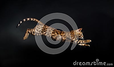 Jumping cat