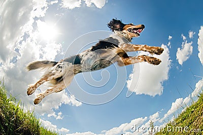 Jumping dog