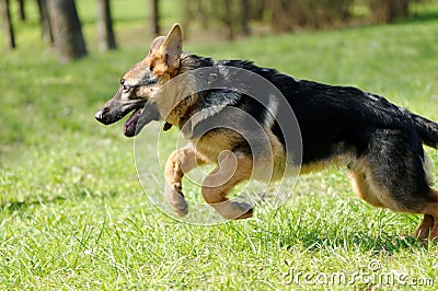 Jumping dog