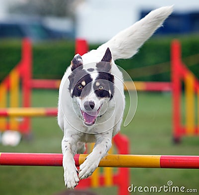 Jumping Dog