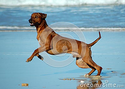 Jumping dog